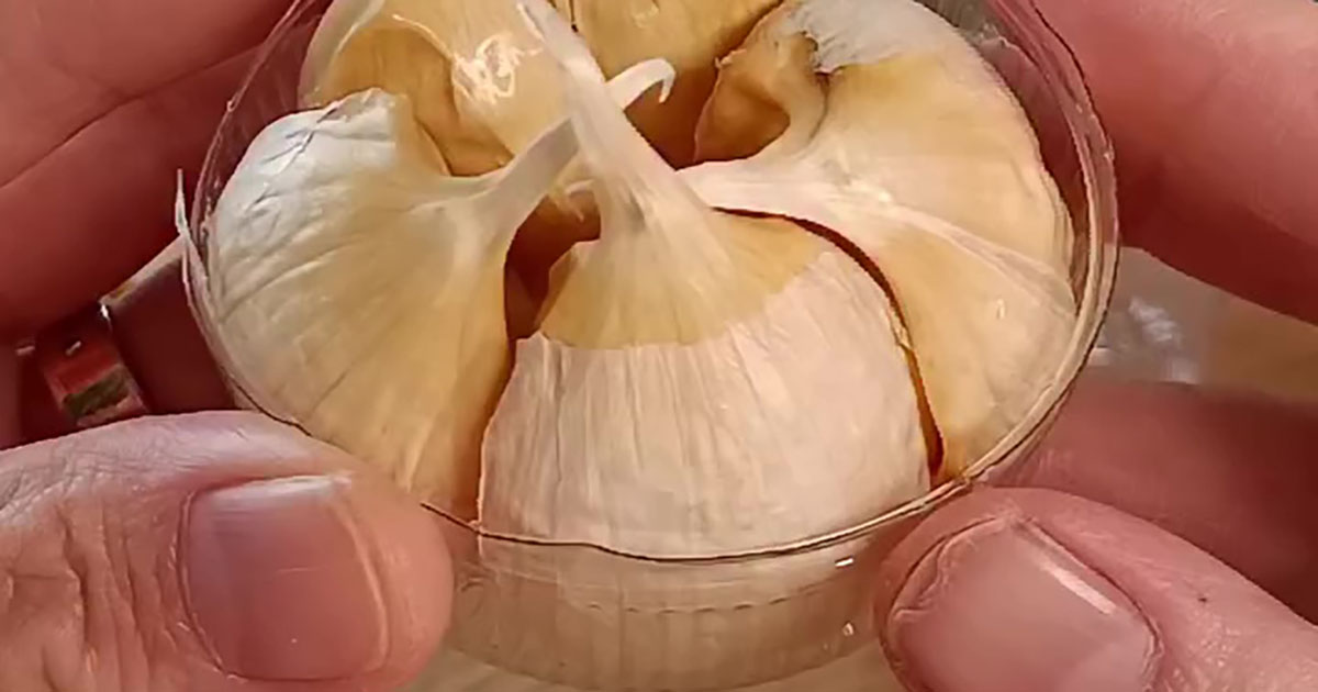 ペットボトルをカット→スーパーのニンニクをはめて1週間後……　目からウロコの結果に「知らなかった」「これ面白い」（1/3） | ライフハック ねとらぼ