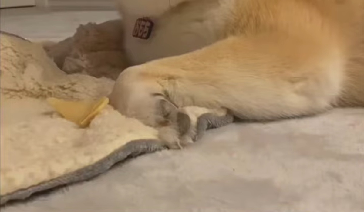 漫画級のとんでもない表情の柴犬が数秒後……「なんちゅうかおしてんねんw」　一瞬のビフォーアフターに「完璧」「声出して笑ったwww」（1/3） | 犬 ねとらぼ