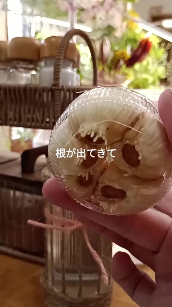 次の日には根が出ました！