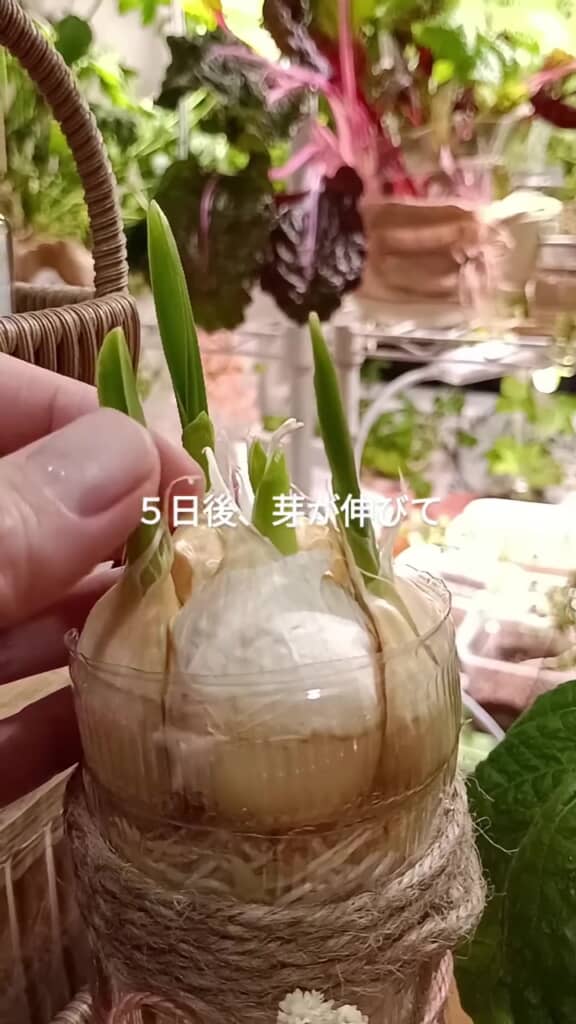 あっという間に芽も伸びて