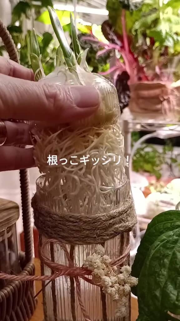 根でペットボトルがいっぱいに！