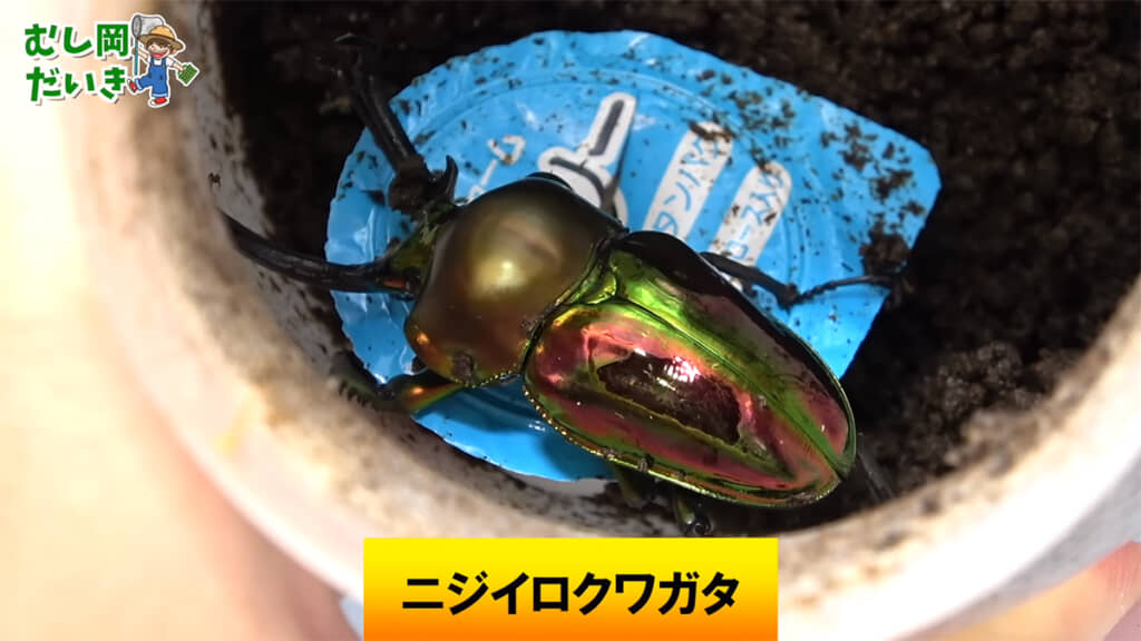 すでに羽化していたニジイロクワガタ、美しいです