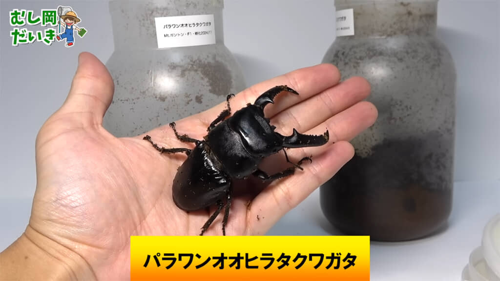 パラワンオオヒラタクワガタの羽化も始まっていました