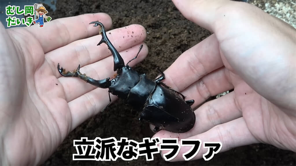 立派なギラファノコギリクワガタが出てきました！