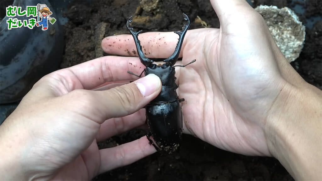 こちらにも立派なギラファノコギリクワガタが