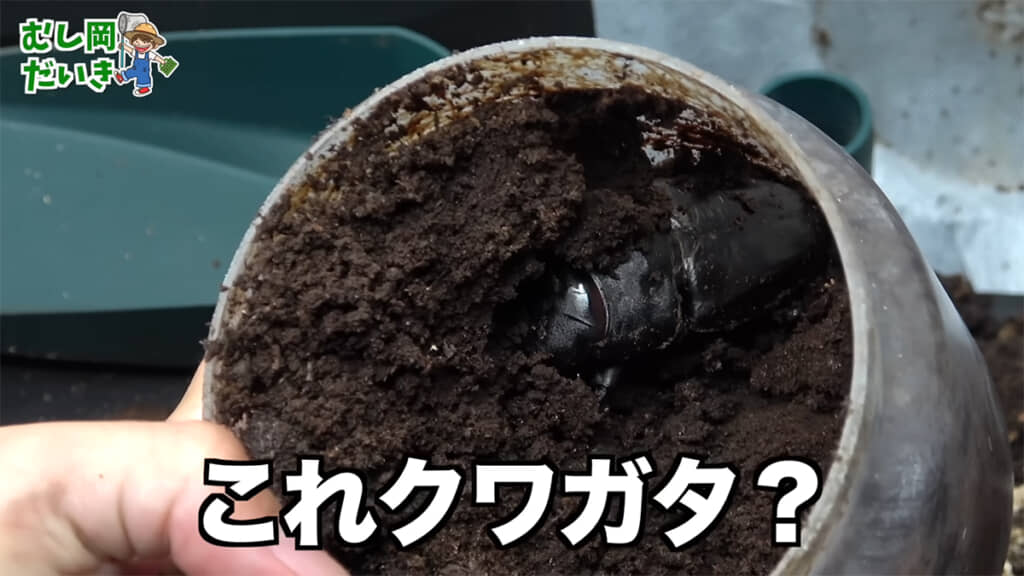 なにやら大きな背中が……