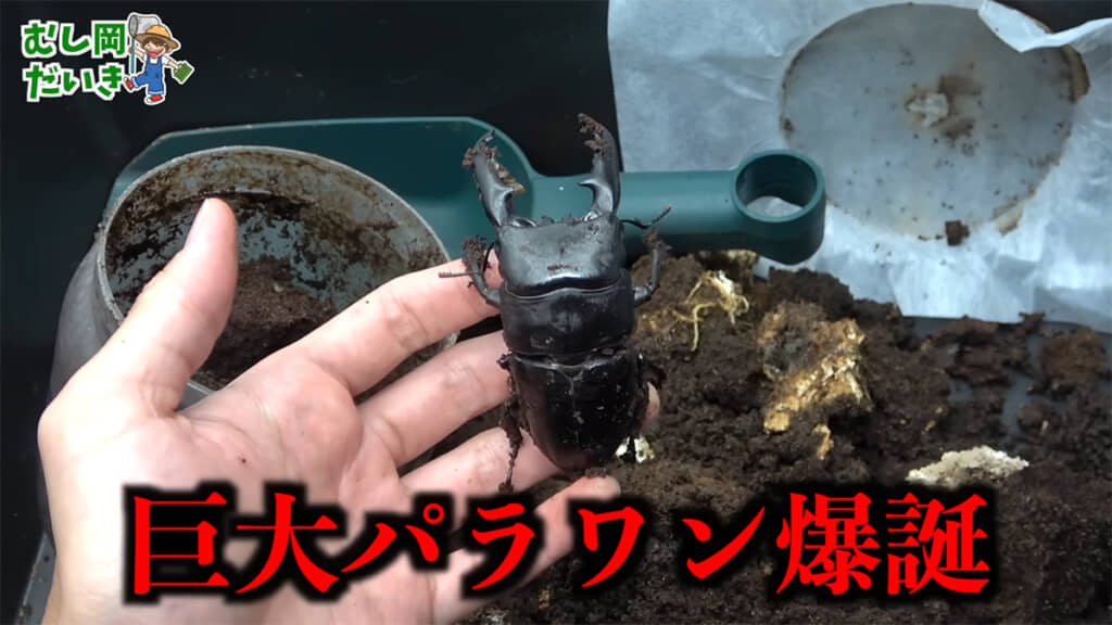 でっかいパラワンオオヒラタクワガタが出てきました！