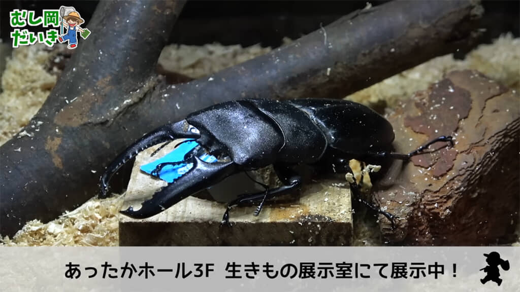クワガタたちは「むし岡の飼育部屋」にて展示中です