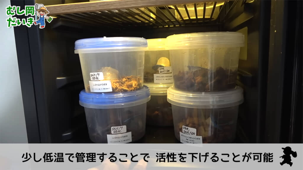 羽化したメスたちはワインセラーで管理