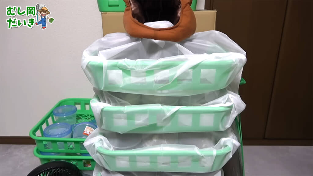 コバエに悩まされているようです