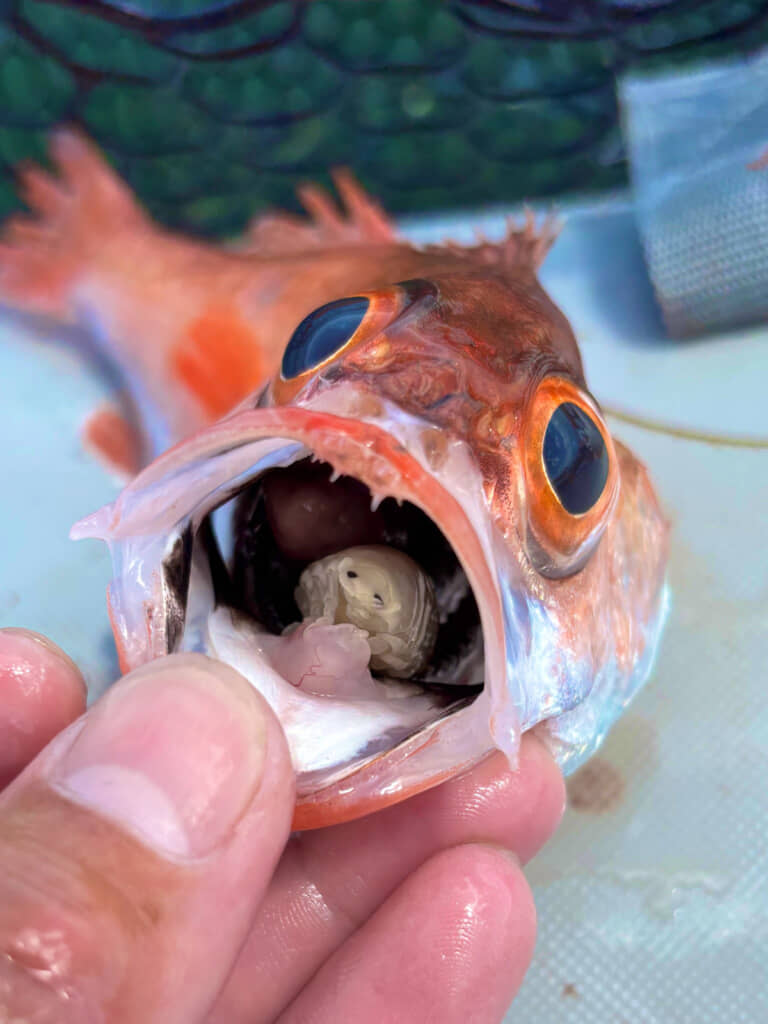 こちらを見ている……