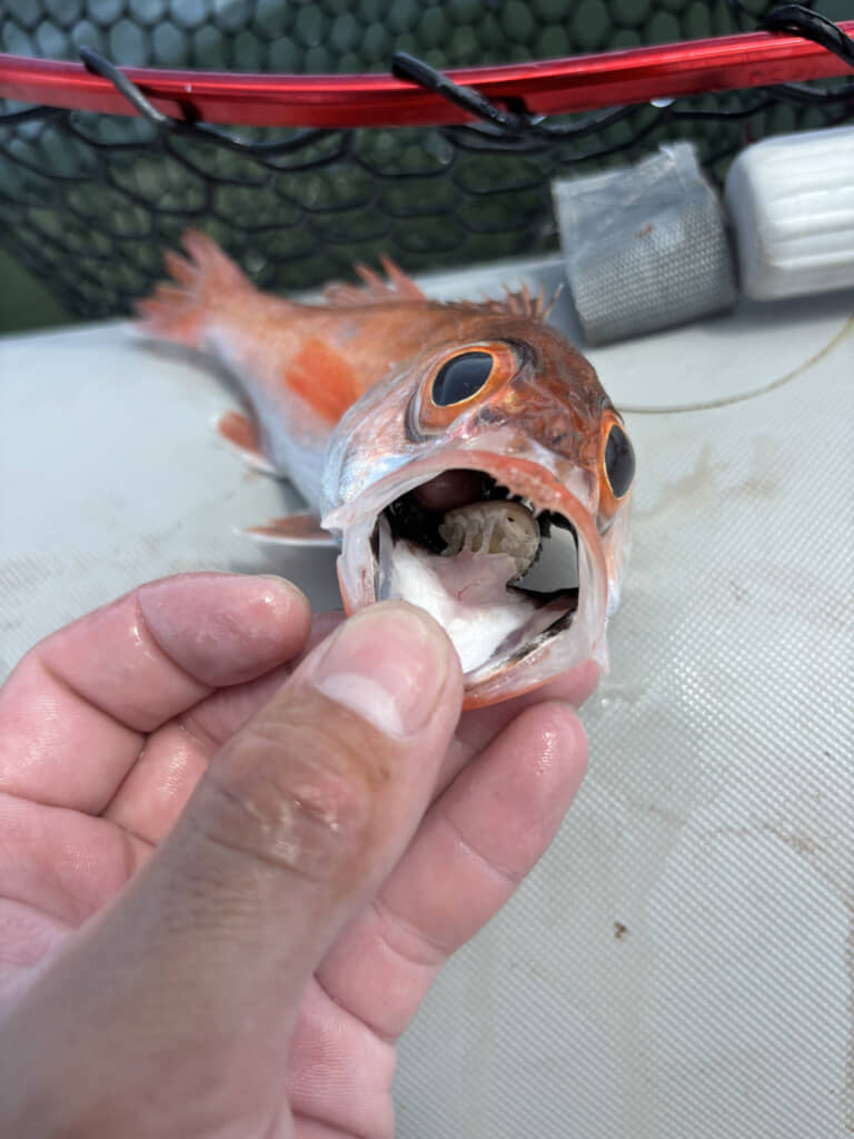 舌に何か取り付いてる……!?