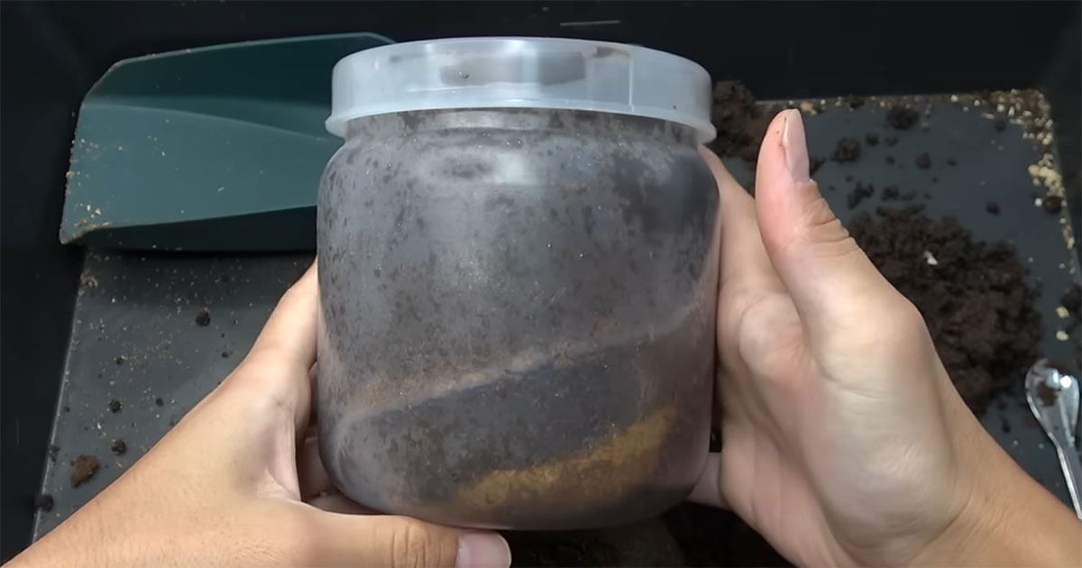 1年かけて卵から育てた“幼虫”を掘り出したら……　とんでもないビジュアルに「わぁぁお」「本当にすごい！」（1/3） | その他生き物 ねとらぼ