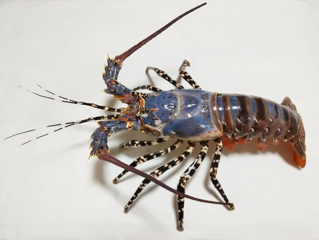 塗装だけで65時間、トータルで80時間かかったという、85センチのニシキエビ