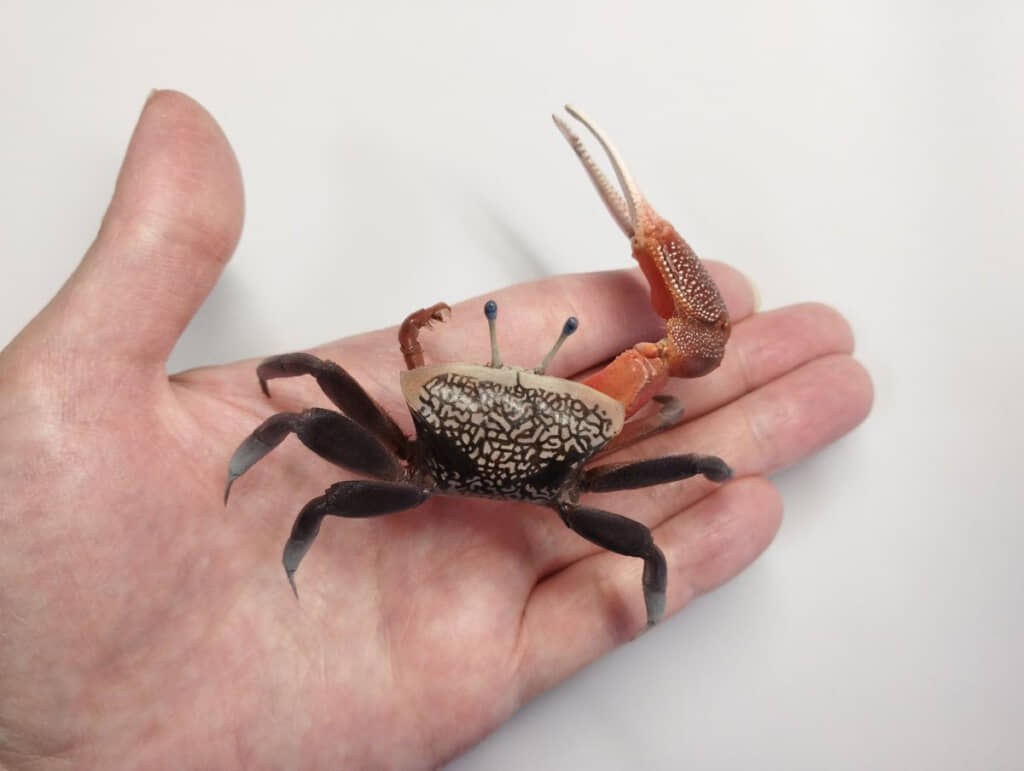 甲羅やハサミの模様を緻密に塗ったシオマネキ