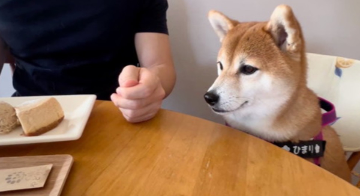 子なし夫妻が柴犬を“人間の子ども”と同じように育てたら……　まさかの光景に「とても素敵」「本当に我が子」と反響　投稿者に話を聞いた（1/3） | 犬 ねとらぼ