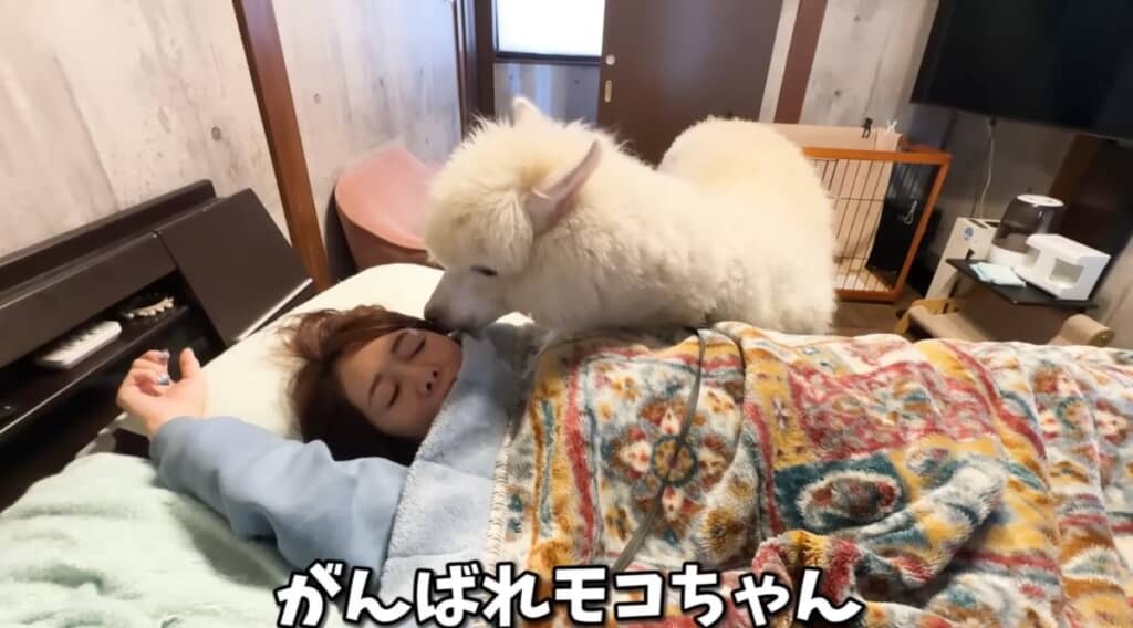 あいるんさんを起こそうとするモコちゃん