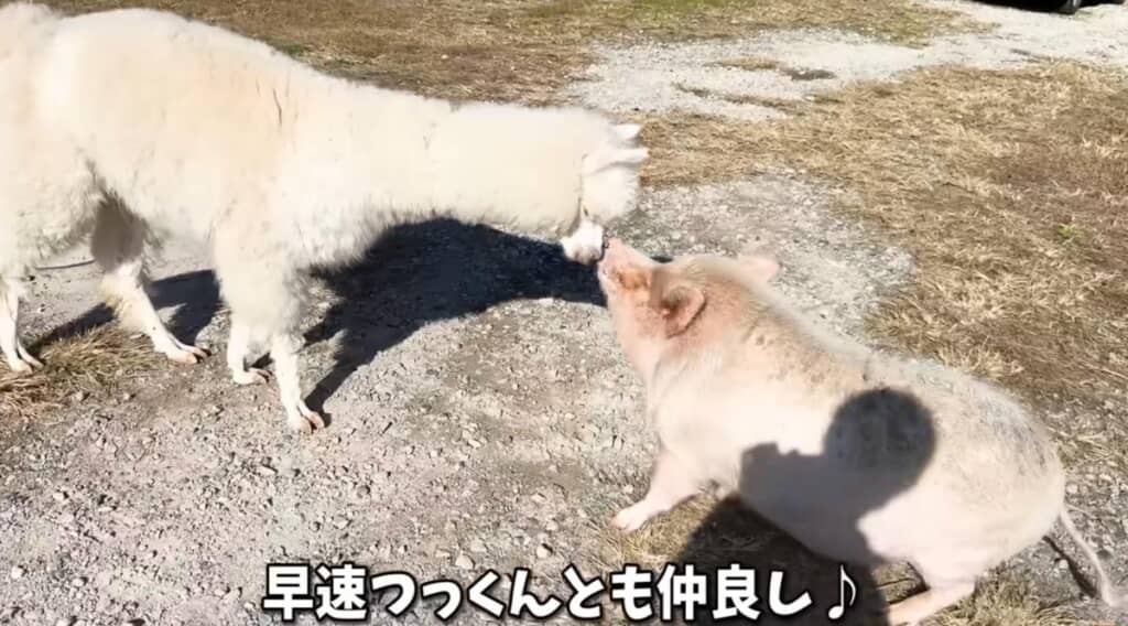 つっくんとすぐに仲良しに