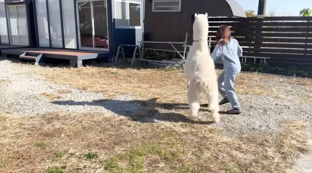 アタックされるあいるんさん