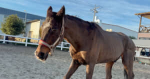 ツルマルボーイ