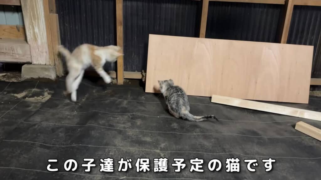 チャコちゃんの子どもたち