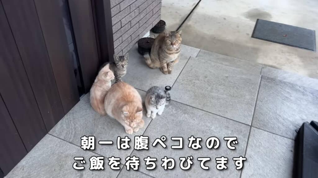 朝はお腹がペコペコな猫ちゃんたち