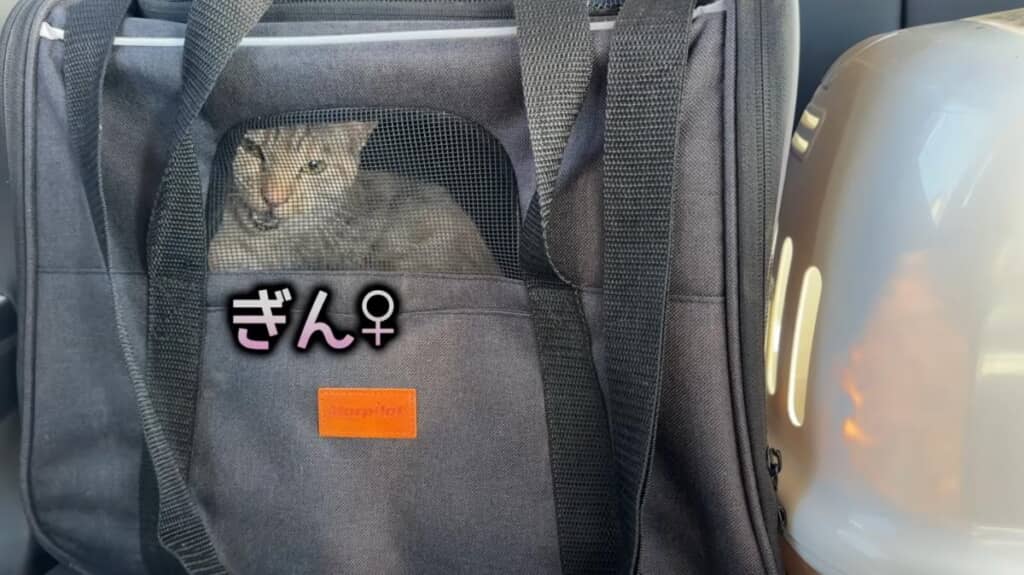 お姉さん猫ちゃんたちは避妊手術へ
