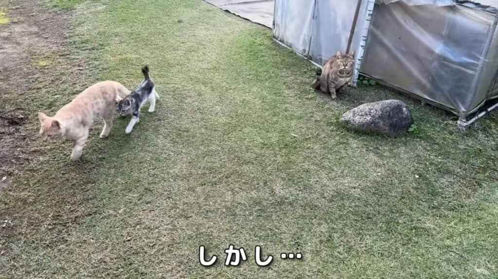 翌日も作戦を実行したのですがダメでした……