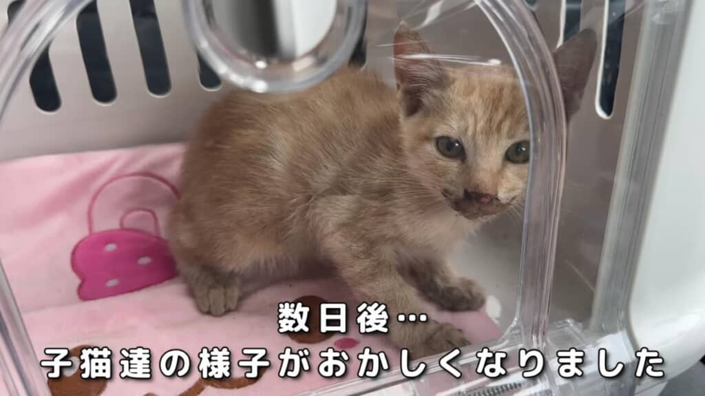 外出した子猫が体調不良に