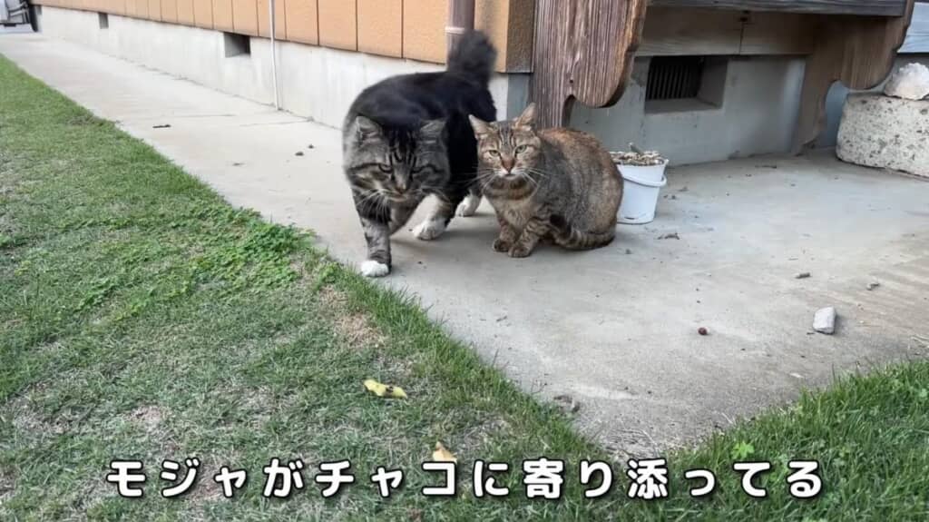 モジャくん、チャコちゃんを守ってあげてね