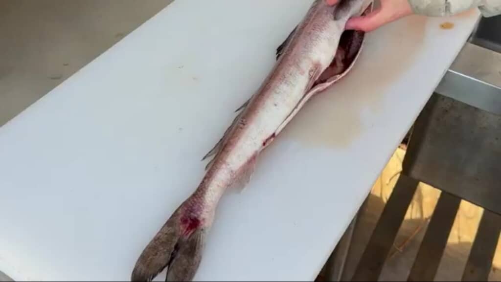 深海魚をさばいている様子