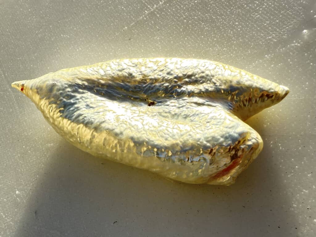 深海魚の中から出てきたもの