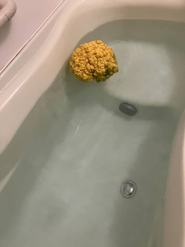 ゆ、ゆず……なのか……？