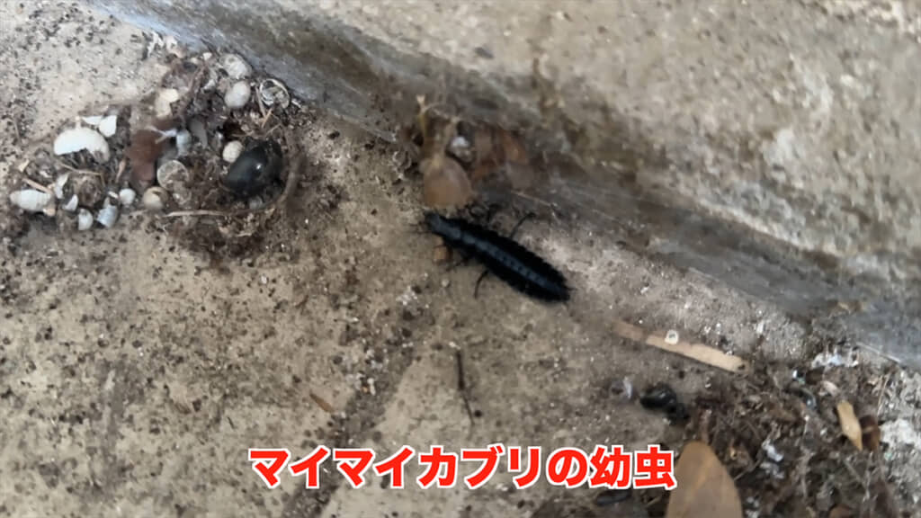 庭でマイマイカブリの幼虫を発見