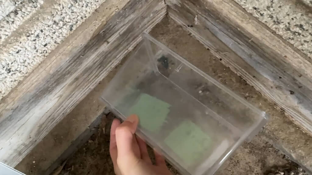 ケースを使って捕獲