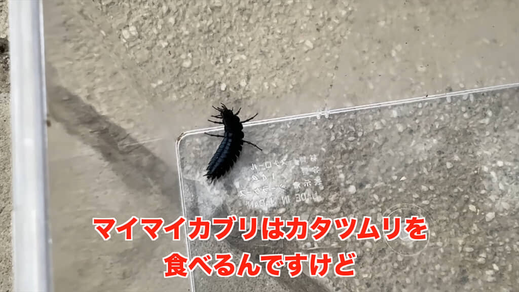 エサのカタツムリを確保できるでしょうか