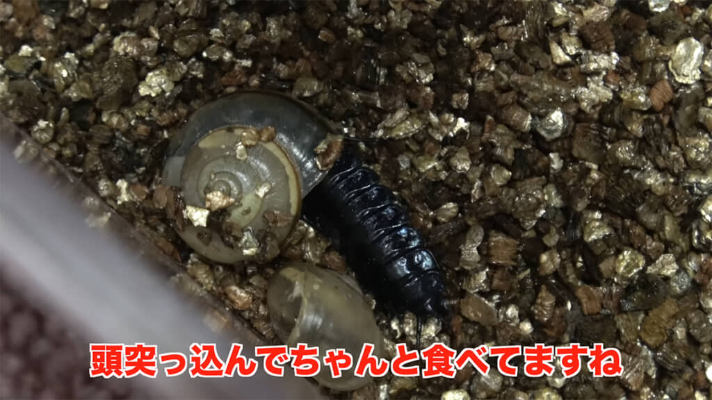 カタツムリの殻に頭を突っ込んでいました
