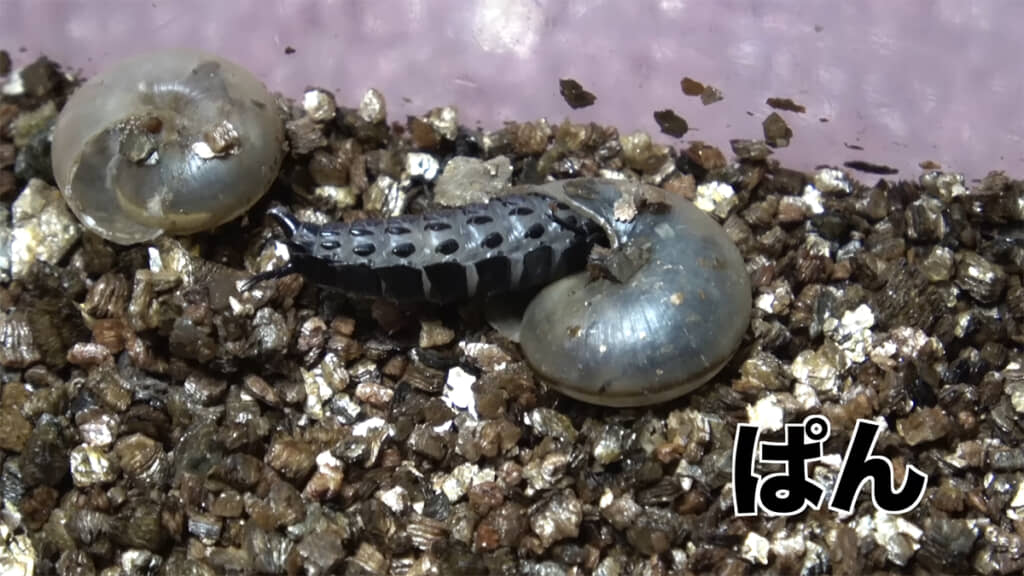 翌日のマイマイカブリ、体がパンパンです