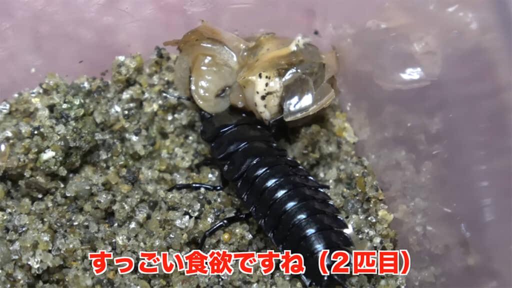 2匹目のカタツムリにも食らいつきました