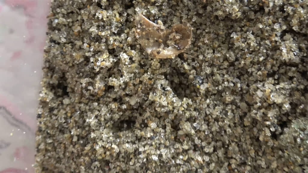 砂の上にはカタツムリの殻と潜った形跡が