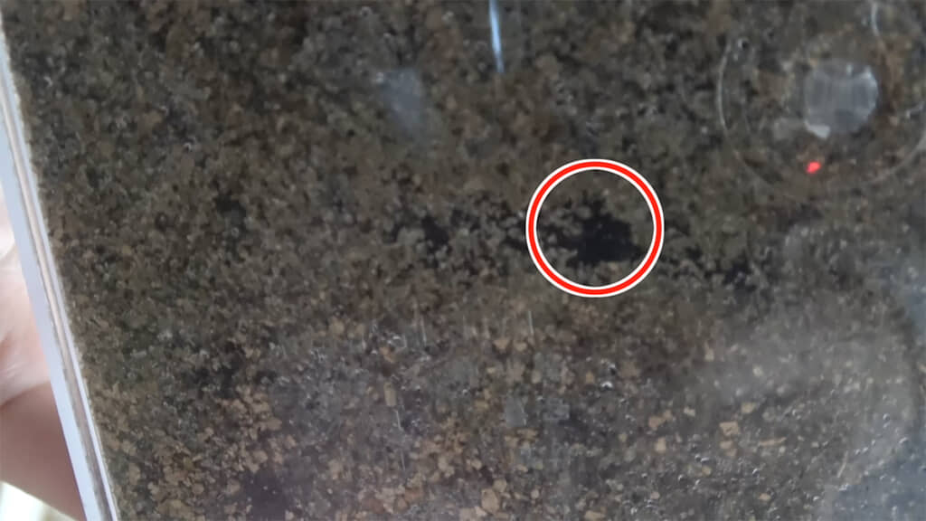 底の方には蛹室だと思われる空間がありました