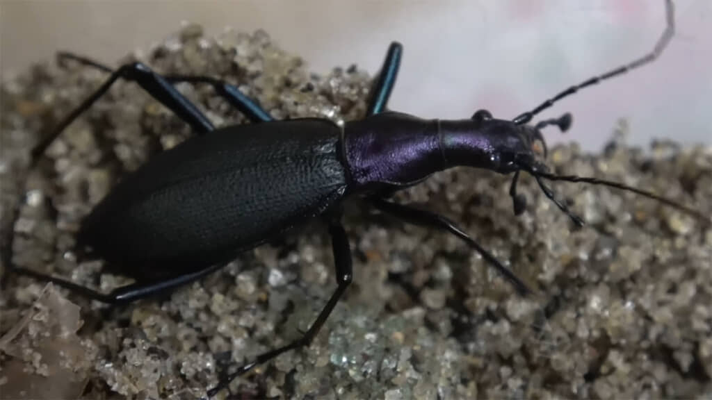 紫色の光沢が美しい、マイマイカブリの姿がありました