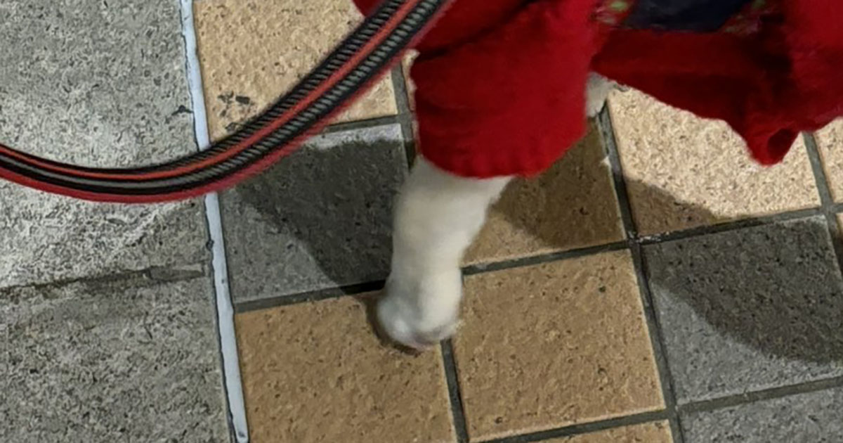 散歩中、男子高校生に「けつ丸出し」と言われたワンコ→納得の姿に「うん、最高やねん」「うれしいだろ！」（1/3） | 犬 ねとらぼ