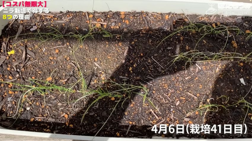 「ニラ」との形になるよう並んで生えた複数のニラ