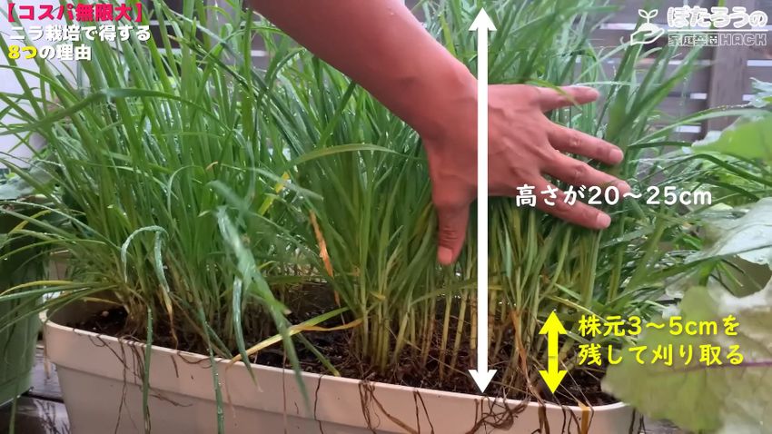 栽培2年目の映像を使って収穫の仕方を説明