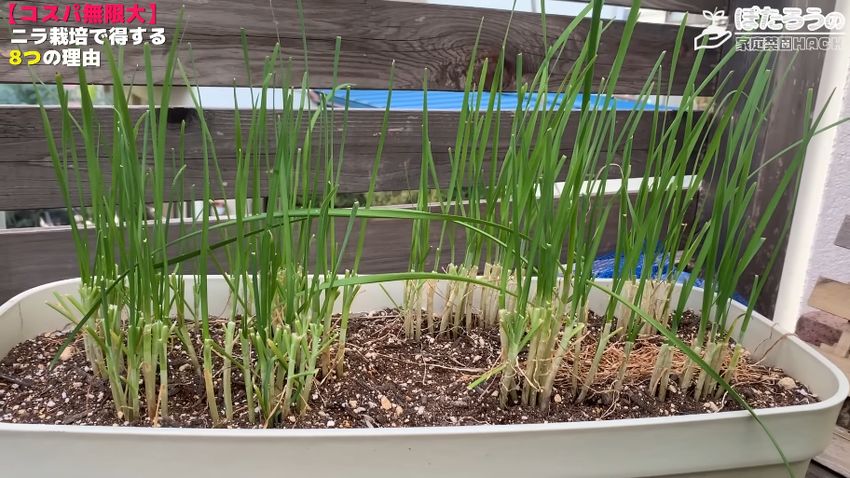 初収穫から5日後の新しい葉を伸ばしているニラ