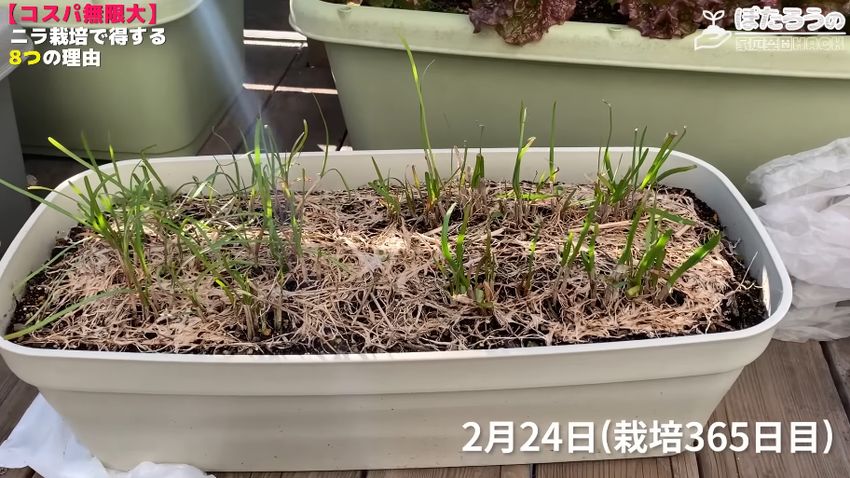 栽培開始から丸1年が経過し、2年目の葉が生えてきたニラ