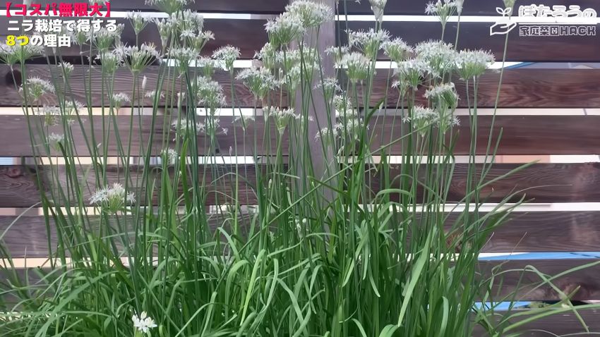 前年よりたくさんの花を咲かせている2年目のニラ