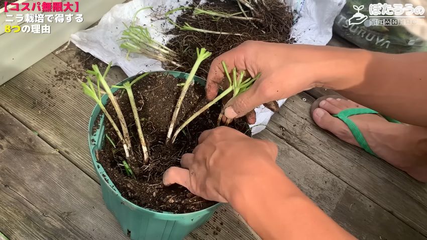 株分けされたニラを別の容器に移植する様子