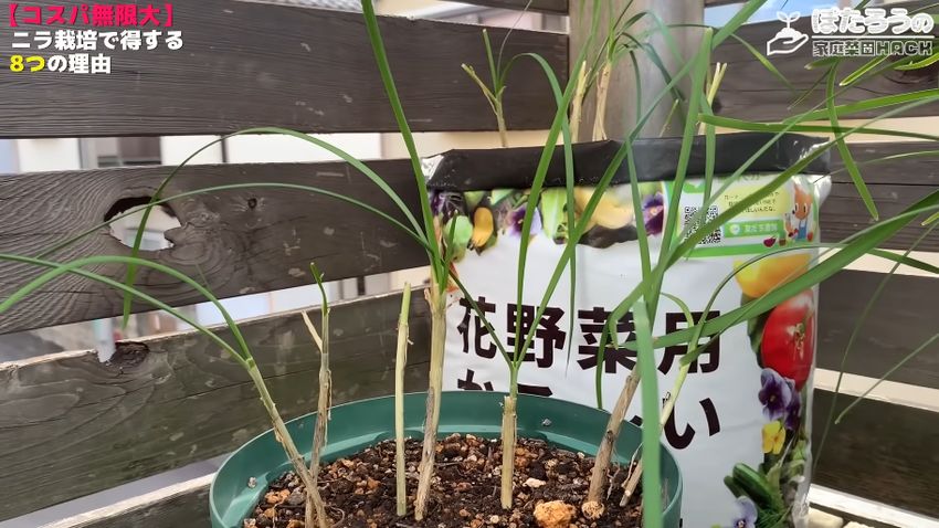 10数日で活着した株分け後のニラ